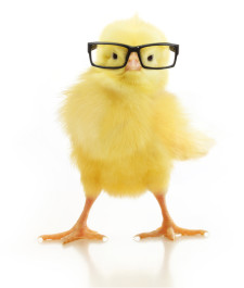 cartoon-chick-with-glasses-191254307